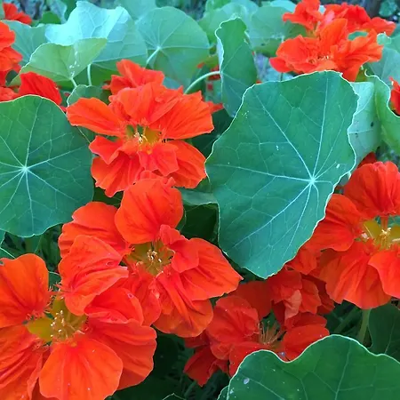 Evergreen Bed and breakfast Blaru